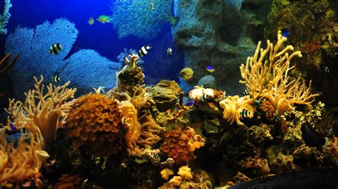 Aquarium Background Pictures 55 Pictures