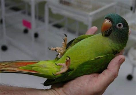 Blue Crown Conure Lifespan Behavior And Care Guide Cute Parrots