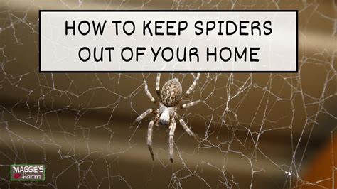 how to keep spiders out of your home youtube