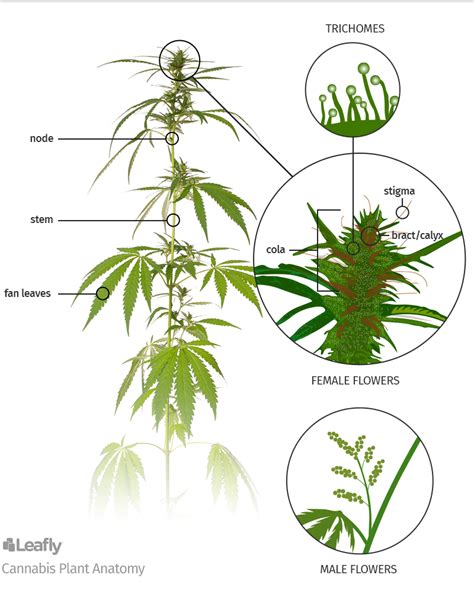 the hemp plant—a visual tour sagely naturals
