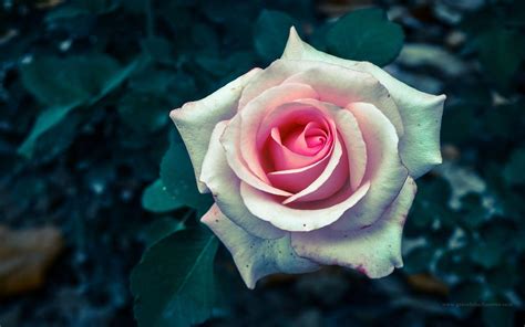 We offer an extraordinary number of hd images that will instantly freshen up your smartphone or computer. Wallpapers Of Rose Flower - Wallpaper Cave