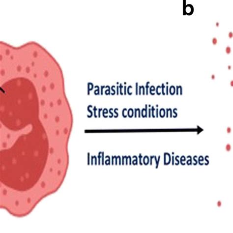 Structure And Granule Eosinophils Structure Of Normal Eosinophils A