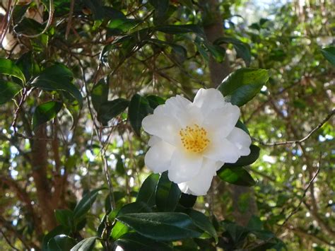 Flower Of Japanese Camellia Nature Photo Gallery