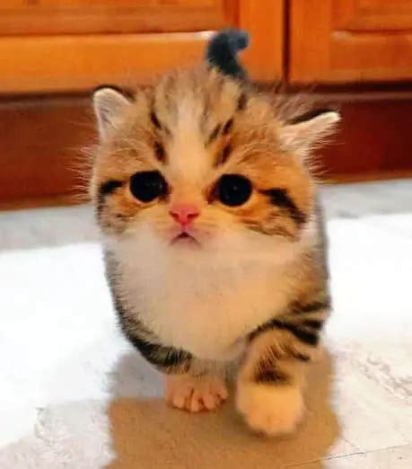 Todo Lo Que Necesitas Saber Sobre Scottish Fold Munchkin Scottish