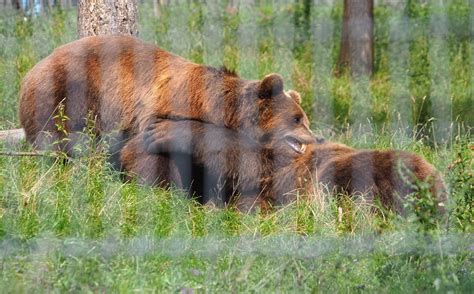 Fighting Eurasian Brown Bears Ursus Arctos Arctos 2021 08 15 Zoochat