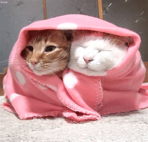 Cats S Find And Share On Giphy