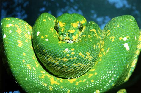 Snake Species Commonly Kept As Pets
