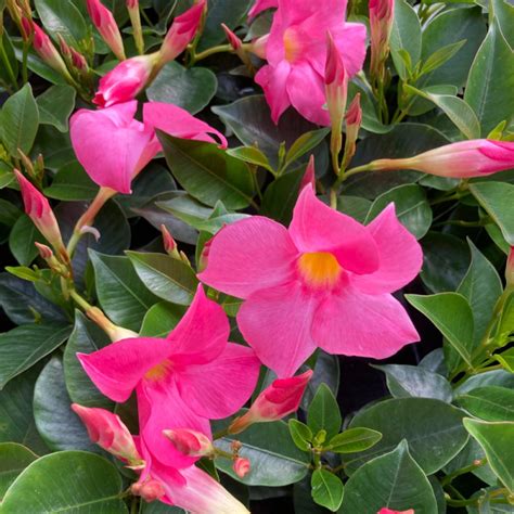 Acheter Dipladenia Sundaville Classic Rose