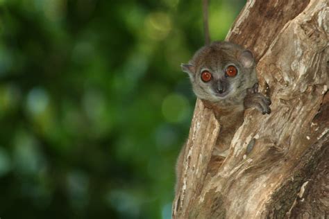 Sahamalaza Sportive Primates Endangered Species Owl Lemurs Bird