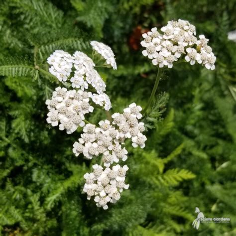 Achillea Millefolium 1 Common Yarrow Scioto Gardens Nursery