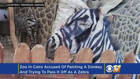 Zoo Accused Of Painting Donkey To Look Like Zebra Youtube