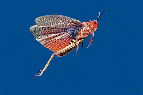 Can Grasshoppers Fly Whatbugisthat