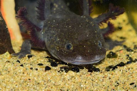 The axolotl reaches sexual maturity between 6 months and a year. Blue Axolotl: A Beginner's Guide With Pics, Cost to Buy, and Care Info - Embora Pets