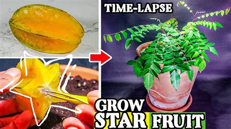 Growing Star Fruit Tree From Seed To Plant 109 Days Time Lapse Youtube
