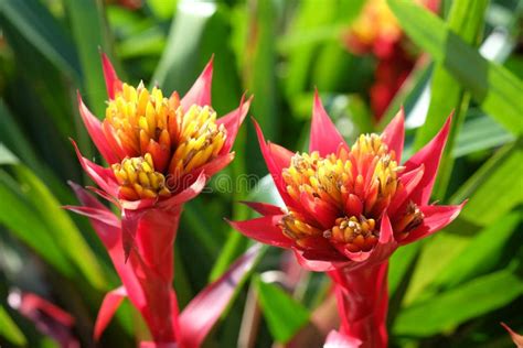 Close Up Red Bromeliad Bromeliaceae Plant Tropical Flower Stock Image