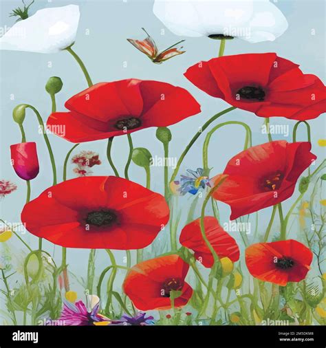 Watercolor Illustration Of Wild Poppy Flowers Red Poppy Flowers Filed
