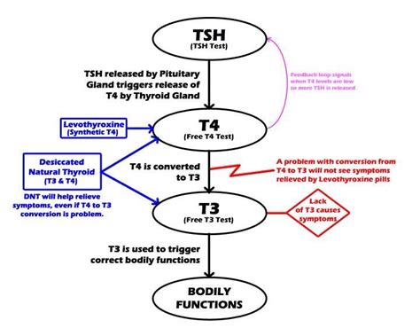 How thyroid hormone works | Symptoms of thyroid problems, Thyroid problems, Levothyroxine