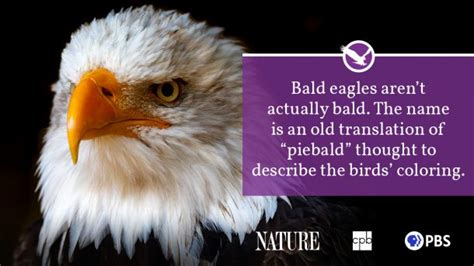 Bald Eagle Fact Sheet Blog Nature Pbs