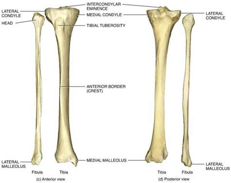 Fibula, outer of two bones of the lower leg or hind limb. as shinbone or shankbone is larger and stronger of two ...