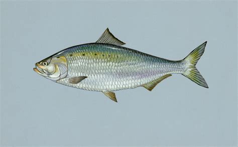Kentucky Fish Species Ky Fish Finder