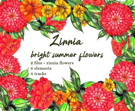 Cut and come again zinnia (zinnia pumila) grows to three feet tall and flowers best in planting beds. Watercolor Zinnia Set of clip art Zinnia bright summer ...