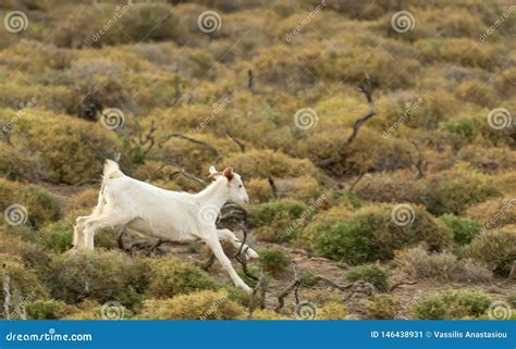 Baby Goat Running In The Nature Stock Image Image Of Wild Goat