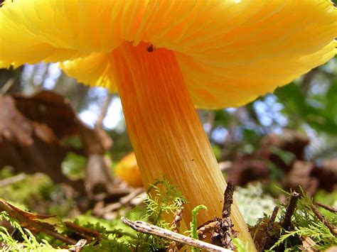 Blue Jay Barrens: Orange Fungi