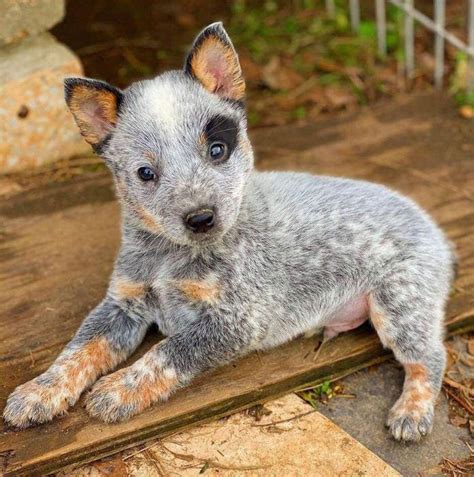 Blue Heeler Pup Aww