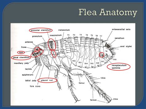 Ppt Fleas And Lice Powerpoint Presentation Free Download Id4702963