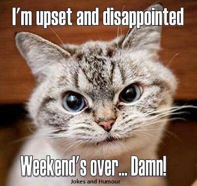 What does the phrase'meet the weekend'mean? weekend is over | Funny | Pinterest | Weekend quotes ...