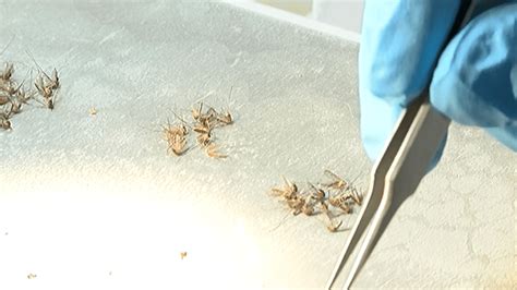 Jackson County Vector Control Keeping Mosquitoes At Bay