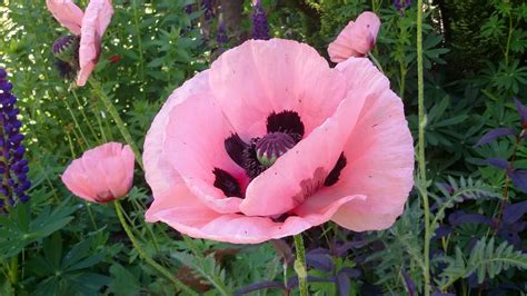 Cool Pink Poppy Flower Images References Uptimes