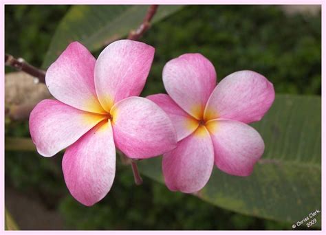 Frangipani Hawaiian Lei Flower