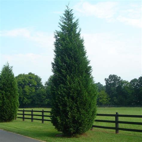 Leyland Cypress Evergreen Trees For Sale