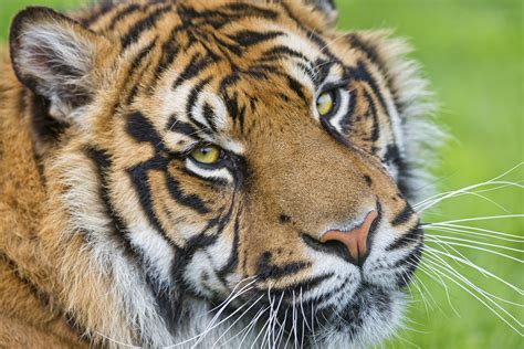 Close Potrait Next Portrait Of A Sumatran Tiger Tambako The Jaguar