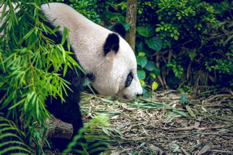 Panda In Singapore Zoo Stock Image Image Of Safari Giant 92737687