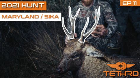 Sika State Record In Maryland 2021 Tethrd Hunt Tour Youtube