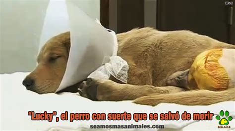 Lucky El Perro Que Salvó De Morir Seamos Mas Animales Como Ellos