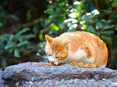Multiple Cats Different Eating Habits 8 Tips On Feeding Them Catster