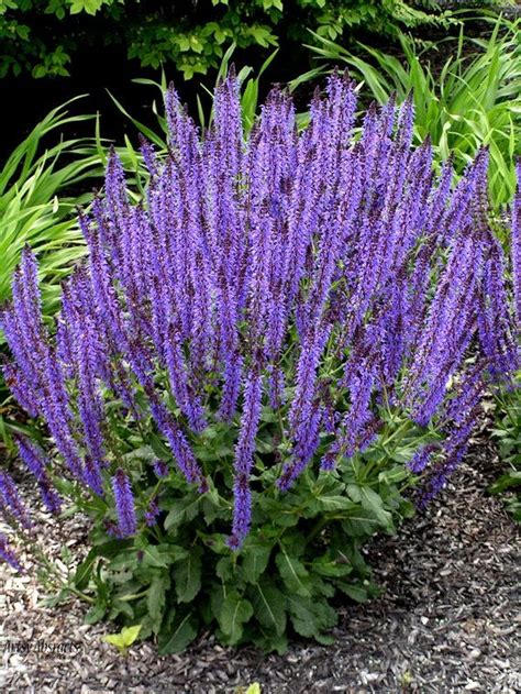 20 Perennial Plants Garden Ideas Plants Purple Garden Drought