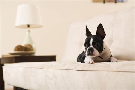 It is an incredible piece of furniture that serves a dual purpose. Top 2 Couch Upholstery Choices for Cat and Dog Owners