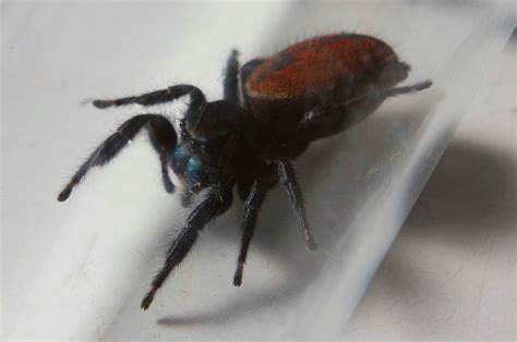 Space Flown Spider Dies In Smithsonian Space