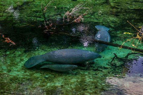Snapshots The Manatees Of Blue Springs State Park — Miles 2 Go