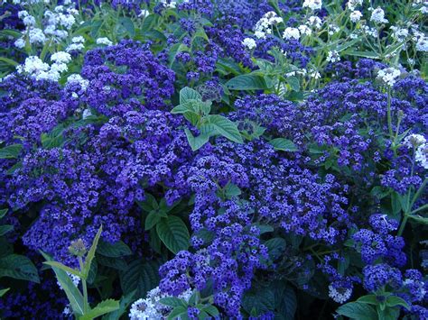 Free Field Of Blue Flowers Stock Photo