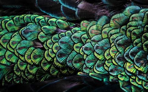 Learn Why Theres More To The Peacock Than Its Famous Tail Find Out