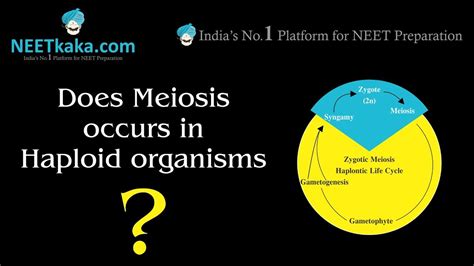 Free learning resources for students covering all major areas of biology. Meiosis in Haploid Organisms - YouTube