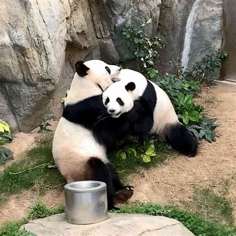 After 10 Years Trying Pandas At Hong Kong Zoo Successfully Mate