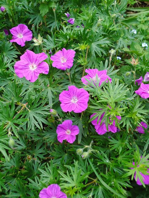 Jalapenos are one of the easiest peppers to grow at home. Love My Garden: Perennial Geraniums