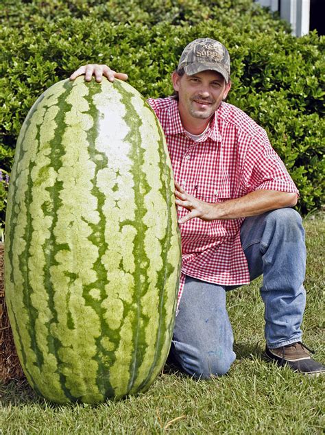 282 Giant Watermelon Growers Club Growin Big Melons