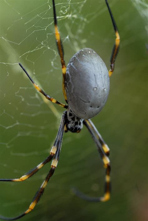 Golden Orb Web Spider Nz Jacinna Mon